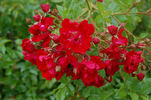 Chimo ® rose photo