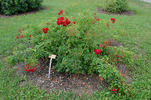 Chimo ® rose photo