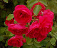 Elveshörn ® rose photo