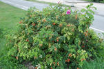 Pierette rose photo