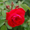 Rheinaupark ® rose photo