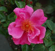 Thérèse Meyer rose photo