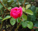 Thérèse Meyer rose photo