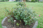 Thérèse Meyer rose photo