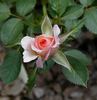 Cuddle Up rose photo