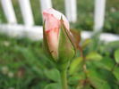 April In Paris ™ rose photo