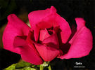 Opera rose photo