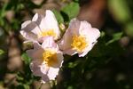 <i>Rosa uncinella</i> Besser rose photo