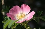 <I>R. achburensis</I> rose photo