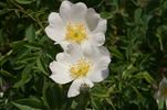 Rosa caucasica rose photo