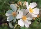 R. sicula rose photo