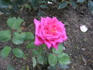 Lord Fairfax rose photo