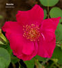 Vesuvius rose photo