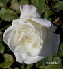 Westfield Star rose photo