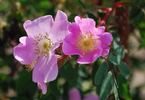 <i>Rosa yainacensis</i> Greene synonym rose photo
