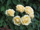 Hometown Ards rose photo