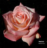 Amorous rose photo