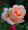 Antigua rose photo