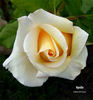 Apollo ® rose photo