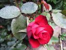 Johannisfeuer ® rose photo