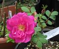 Carlea rose photo