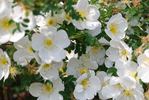<I>Rosa pimpinellifolia</i> 'hispida' rose photo