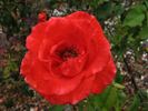 Chowan rose photo