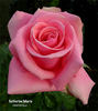 Catherine Marie rose photo