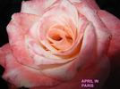 April In Paris ™ rose photo