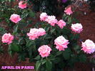 April In Paris ™ rose photo
