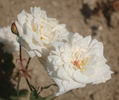 Jacques Porcher rose photo