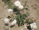 Jacques Porcher rose photo