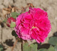 Docteur Andry rose photo