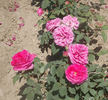 Docteur Andry rose photo