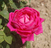 Comte de Falloux rose photo