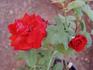 The Alamo rose photo