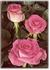 TANechatta rose photo