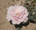 Eva de Grossouvre rose photo