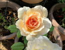 Chief Seattle rose photo