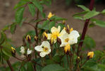 Buttercup rose photo