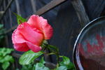 Rosenresli ® rose photo