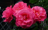 Rosenresli ® rose photo