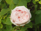 Comtesse de Barbantane rose photo