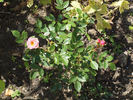 Dresden Doll rose photo