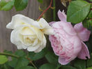 Fräulein Octavia Hesse rose photo