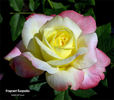 Fragrant Keepsake ™ rose photo