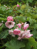 Maid of Kent rose photo