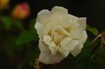 Decorator rose photo
