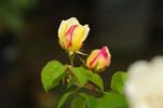 Decorator rose photo