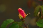 Decorator rose photo